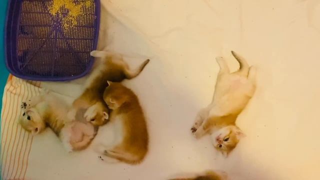 ? ЗОЛОТЫЕ КОТЯТА?БРИТАНСКАЯ КОРОТКОШЕРСТНАЯ?GOLDEN KITTENS?