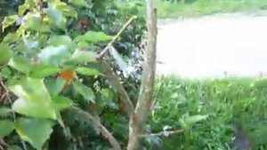 Летняя прививка плодовых деревьев черенком. Некоторые особенности.