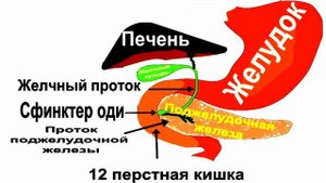 Почему важно хорошо пережевывать пищу?