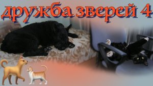 Дружба зверей. Серия 4. Любимые питомцы.