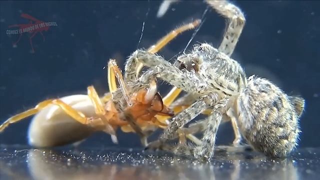 ARAÑA DYSDERA CROCATA (TORO) VS ARAÑA ZOROPSIS (FALSA ARAÑA LOBO) DOBLE ENFRENTAMIENTO