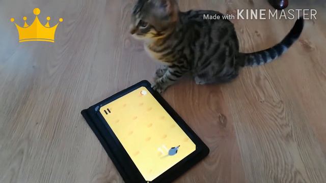 Котёнок Чаузи играет с планшетом. смотреть онлайн