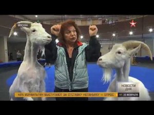 'Звезда': В цирке на Вернадского рассказали, зачем отправляют лошадей в солярий