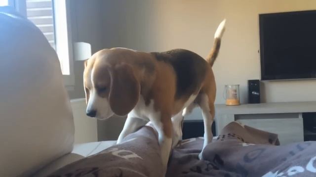 TOP 10 REASONS WHY YOU NEED A BEAGLE! Funny Dog Louie смотреть онлайн