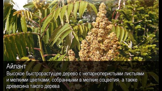 Айлант. Толковый Видеословарь русского языка смотреть онлайн