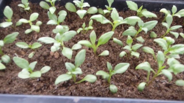 Обзор теплицы на 8 марта! смотреть онлайн