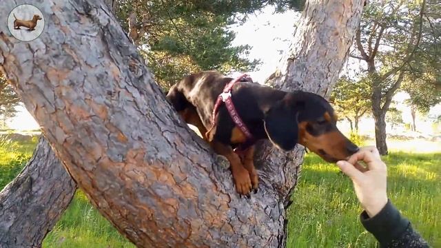 ? ? ? ^ ЧТО ЛУЧШЕ ОДНОЙ ТАКСЫ? ТОЛЬКО ТРИ ТАКСЫ! Метис ТАКСЫ /ягдтерьер/ лазит по дереву :)) смотреть онлайн