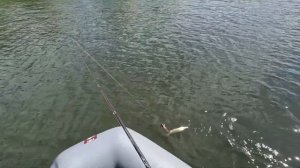 Abu Garcia Revo Beast 41 HSL + джеркбейты. Тестовая рыбалка.
