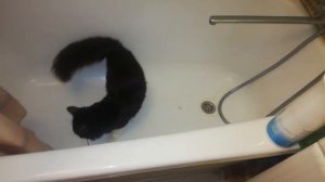 Обзор силикагелевого кошачьего наполнителя для туалета