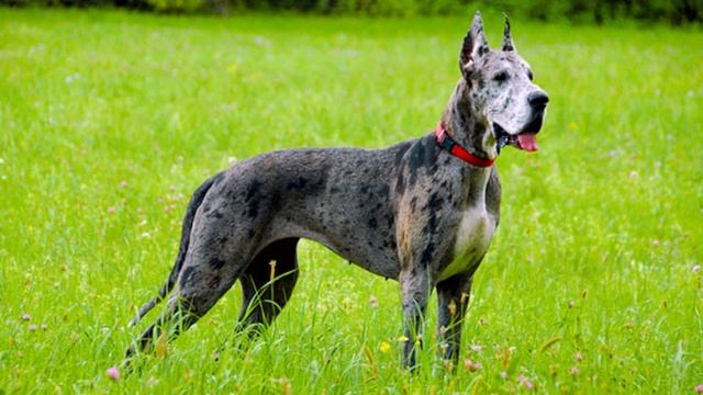 Самая высокая порода собак немецкий дог смотреть онлайн