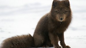 Краснокнижное животное -  медновский песец: редкий хищник, живущий лишь на острове Медный.