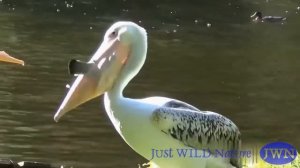 Пеликан глотает голубей. Невозможно отговорить голодного пеликана съесть голубя, потерявшего страх