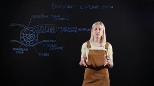 БИОЛОГИЯ 6 класс: Клеточное строение листа