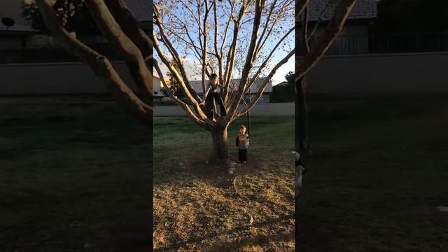 Slo-mo tree jumpers