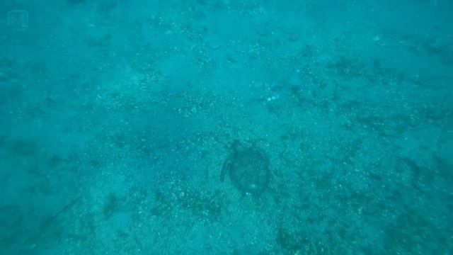 SCI TODAY #7: социальная структура жирафов, вымирание промысловых рыб, муравьиная личность и другое смотреть онлайн