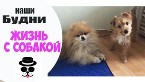 ОЧЕНЬ ТРУДНО С ДВУМЯ СОБАКАМИ
