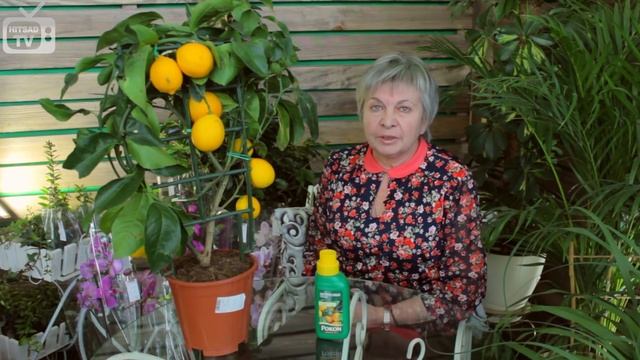 Комнатный лимон как вырастить в домашних условиях ❀ удобрения для лимона ❀ полезные советы hitsadtv