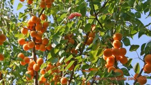 Абрикос маньчжурский (prunus armeniaca) ? маньчжурский абрикос обзор: как сажать, саженцы абрикоса