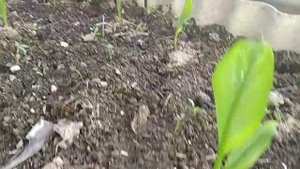 Как я посадил Каллы и как сделать землю рыхлой