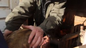 Опорос. Поросята мангалицы, 50% дюрки. Вес в 1 месяц.