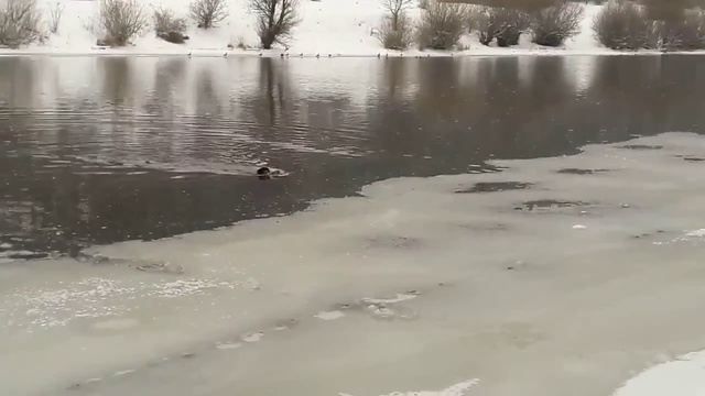 PCP пневматика. Охота на уток зимой. Hatsan125 Hatsan AT44 10 смотреть онлайн