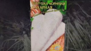 Поливан Г В  Цветочная ферма  Посадка корней петрушки