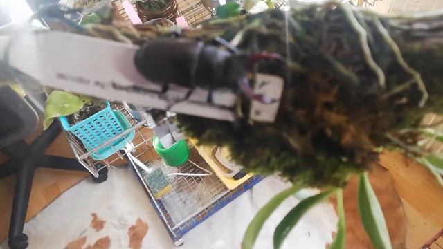 Жук-олень на моей масдевалии!!! 😵😵😵 смотреть онлайн