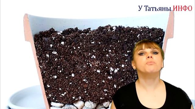 Вырасти МАНДАРИН ИЗ КОСТОЧКИ у себя дома!!! смотреть онлайн