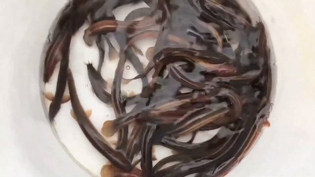 Зачем в пруду Вьюн? Зарыбление пруда Вьюном (Пискун) смотреть онлайн