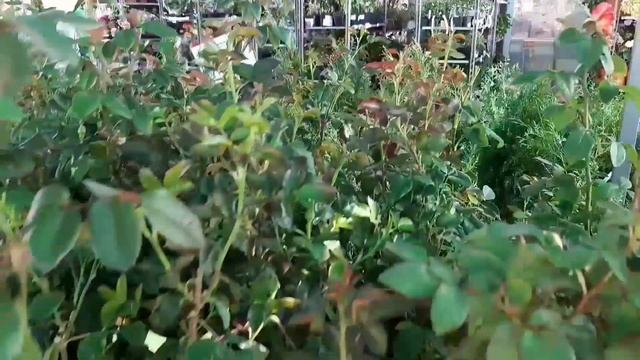 ЛЕРУА МЕРЛЕН , обзор , покупки . смотреть онлайн