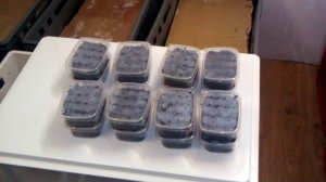 Дендробена.Сезонный бизнес???