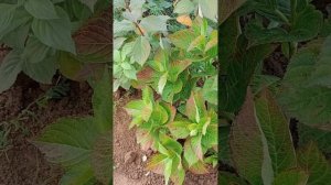 Варианты зимовки крупнолистной гортензии в средней полосе России.