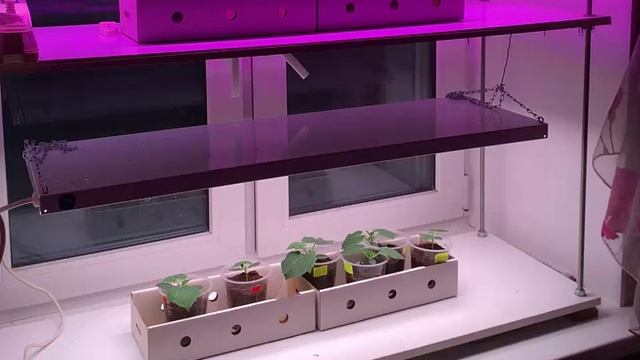 Огород на подоконнике смотреть онлайн