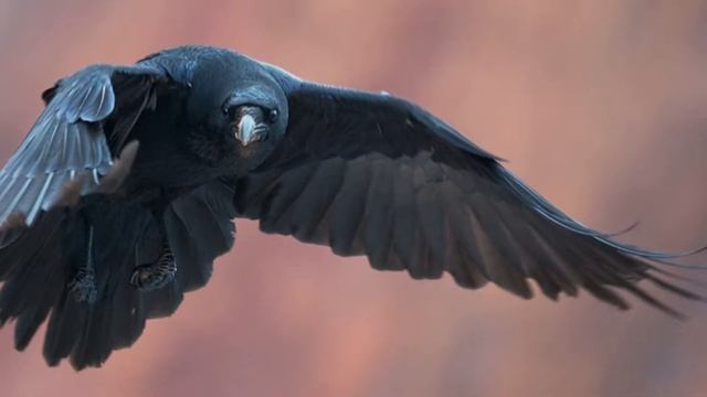 Сказка "Зачем на свете ёжики?" смотреть онлайн