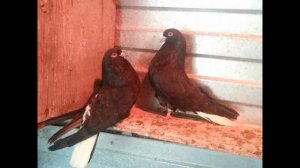 Харьковские вишнево - бархатные голуби -это николаевские голуби?