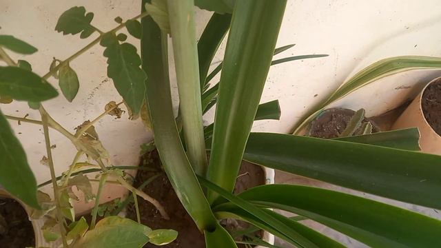 Amaryllis Plant//Striped Barbados lily//Jersey lily//Plant//Lily смотреть онлайн