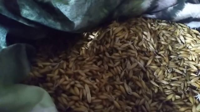 Куры не несутся?Овес для птицы. Диета перед яйцекладкой смотреть онлайн