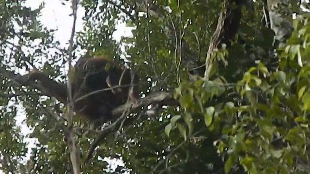 Orangutan Kalimantan [Pongo pygmaeus]