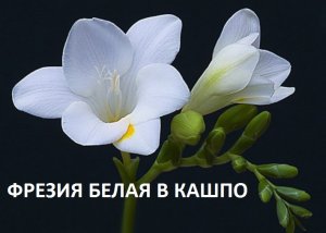 Фрезия белая от А до Я