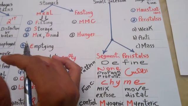 GIT Motility Dr Mohamed Fayez смотреть онлайн