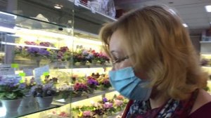 Фиалки мини и трейлеры. Особенности сортов и нюансы выращивания.Коллекционер Нина Старостенко