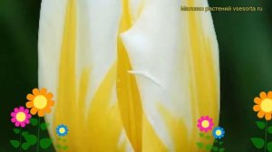 Тюльпан триумф Флейминг Кокетт. Краткий обзор, описание характеристик Flaming coquette