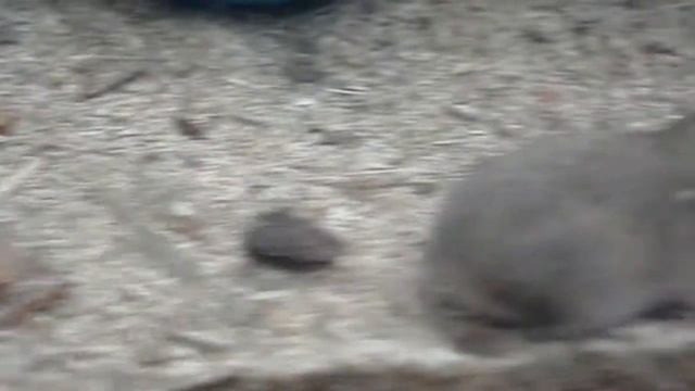 Сирийский ХОМЯК. Мы купили хомяков. Video Trawl #022