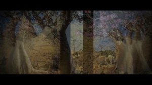 БАОБАБ – ОН В СТО ОБХВАТОВ (Baobab, Adansōnia)