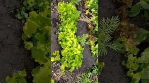 Как убрать горечь из листьев салата