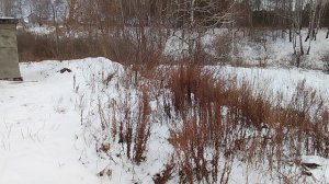 Уют загородной ранней зимы