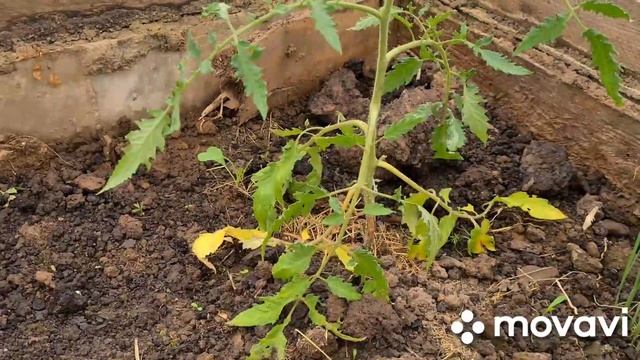 ОТРАВА ОТ СЛИЗНЯКА В ГЕРМАНИИ смотреть онлайн