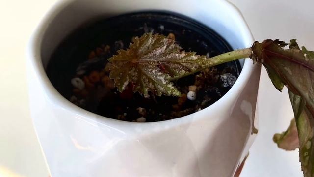 BEGONIA GRYPHON or PEGASUS [Leaf Propagation In Kanuma] смотреть онлайн