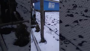 Павлония зимой
