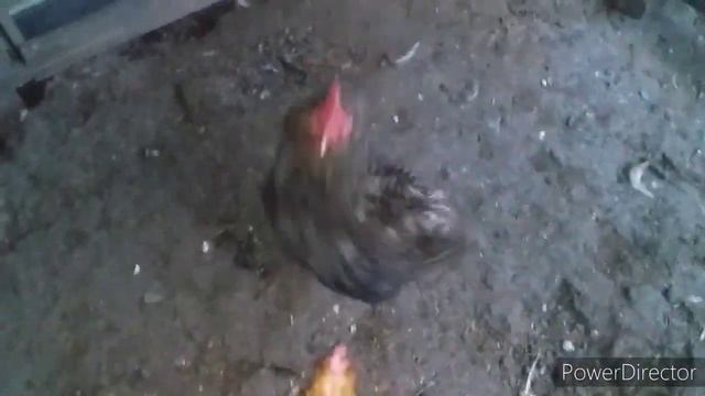 Совмещаю Два Стада Кур//Определяем Плохих Несушек//Осень, Время Перестановок в Хозяйстве!